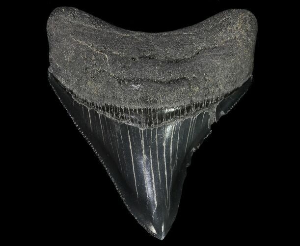 Serrated, Fossil Megalodon Tooth - Georgia #65770